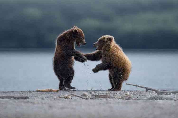 ursos dando as mãos