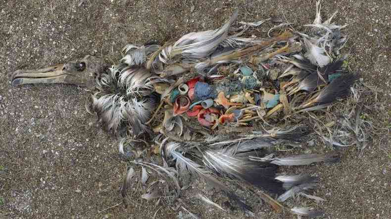 Filhotes de albatrozes mortos com plstico no estmago
