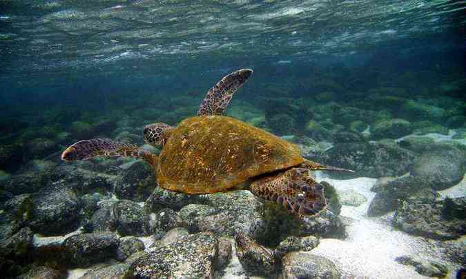 Nova categoria das tartarugas verdes marca uma mudana aps dcadas de esforos para proteger uma das mais importantes espcies de tartarugas marinhas, a 'Chelonia mydas', considerada em perigo desde 1978(foto: PABLO COZZAGLIO/AFP )