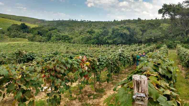 Regio do Campo das Vertentes aproveita microclima da regio para bem-sucedidos pomares de uva, figo, ma, amora e pssego, iniciados em unidades demonstrativas da Epamig (foto: Divulgao)