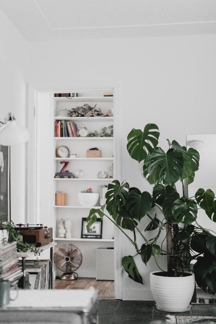 Planta grande em destaque em cômodo da casa