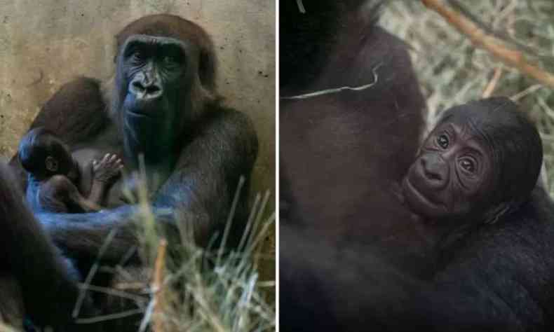 Gorila Sully e seu filhote recm-nascido no colo 