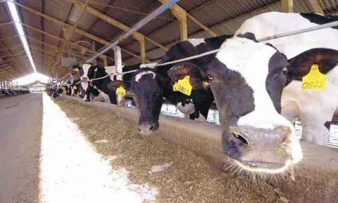 (foto: Fábrica da Guabi: empresa quer aumentar esforços para exportação) (foto: Fábrica da Guabi: empresa quer aumentar esforços para exportação)