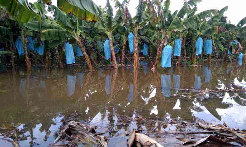 Prejuzo na plantao de bananas de Edson Pereira Jnior tem sido da ordem de R$ 2 milhes ao ano por causa do alagamento do terreno(foto: Edson Jnior/Arquivo pessoal)