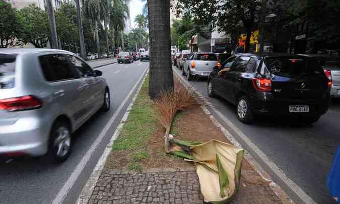 Galho seco de palmeira pesando mais de cinco quilos caiu na Avenida Brasil e por pouco no no atingiu carros que passavam pela via(foto: Beto Novaes/EM/D.A PRESS)