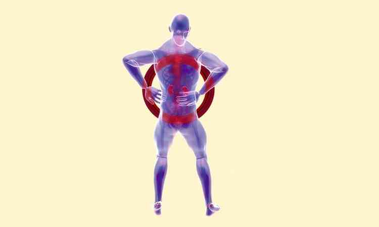 ilustrao do corpo humano mostrando os rins