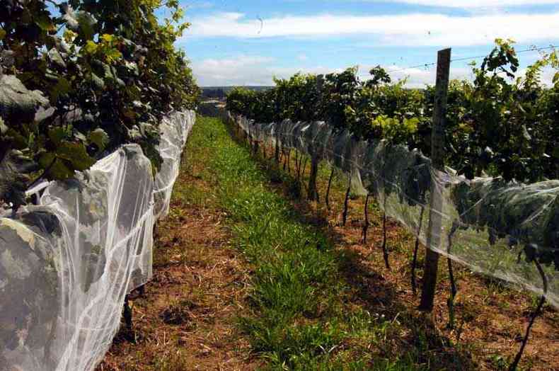 Plantao de uva no municpio do Vale do Jequitinhonha  a nova face da economia lavrada com a minerao (foto: Marcos Michelin/EM/D.A Press - 7/2/08)