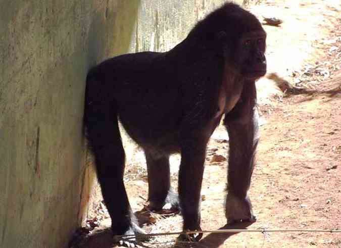 Na manh desta segunda-feira Lou Lou passeava barriguda e cansada pelo recinto reservado aos primatas. (foto: Suziane Fonseca/Divulgao FZB-BH)