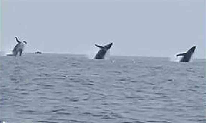 O salto das trs baleias foi registrado em vdeo