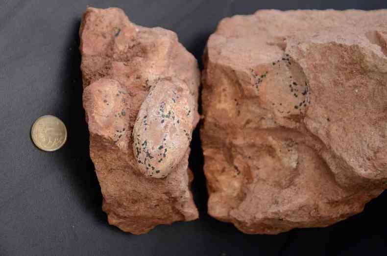 Ninhada com ovos de 80 milhes de anos  encontrada 