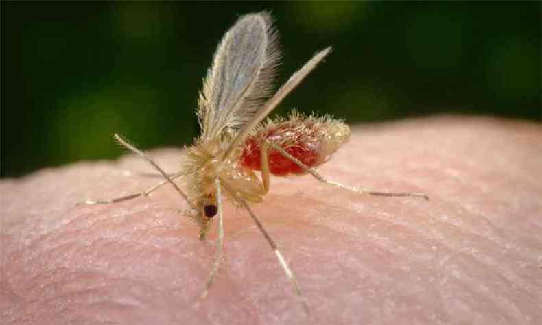 Leishmaniose é transmitida pela picada por mosquitos da espécie Lutzomia longipalpis ou Cruzi, que são pequenos e vivem em ambientes escuros, úmidos e com acúmulo de lixo orgânico(foto: Reprodução internet/Wikipédia)