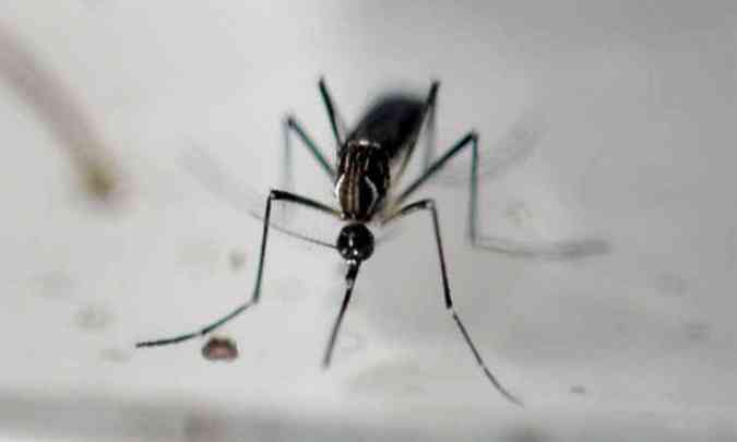 O combate ao foco do mosquito Aedes aegypti em 2016 deu bons resultados(foto: Marvin Recinos/AFP - 24/6/16)
