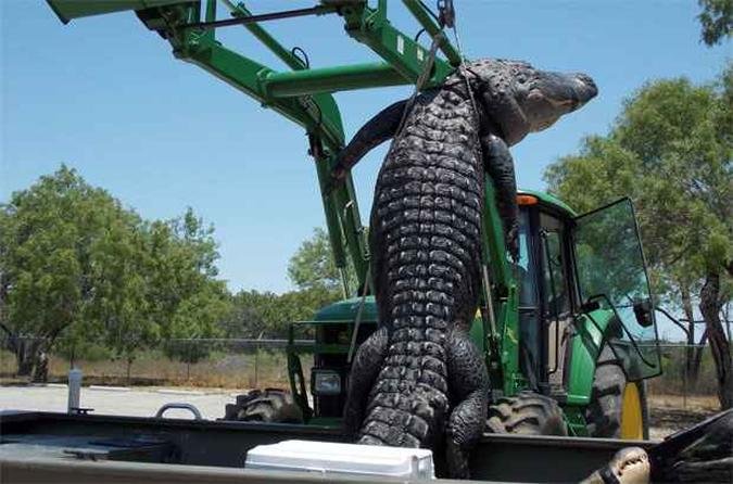 Foi necessário o uso de um guindaste para içar o jacaré(foto: Texas Parks and Wildlife Department/Handout via Reuters ) Foi necessário o uso de um guindaste para içar o jacaré(foto: Texas Parks and Wildlife Department/Handout via Reuters )