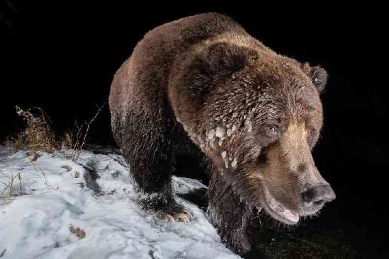 Um urso pardo na neve em Yukon, Canad