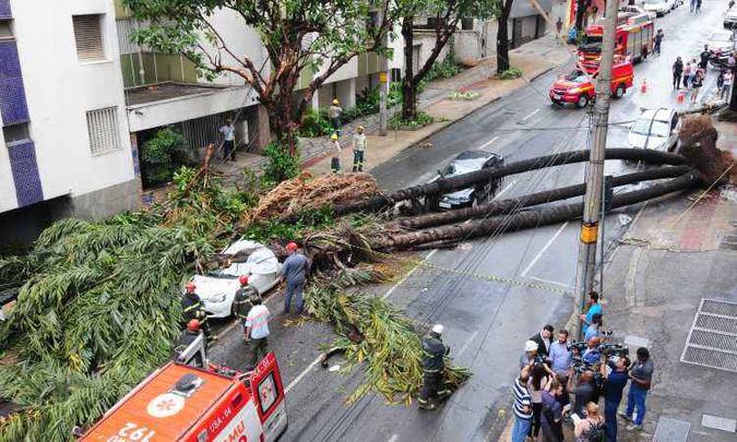 Em outubro, uma tripla palmeira despencou sobre um táxi e matou o motorista Fábio Mageste, na Região Centro-Sul de BH(foto: Gladyston Rodrigues/EM/D.A Press) Em outubro, uma tripla palmeira despencou sobre um táxi e matou o motorista Fábio Mageste, na Região Centro-Sul de BH(foto: Gladyston Rodrigues/EM/D.A Press)