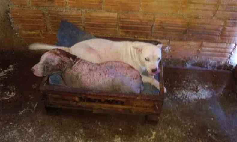 Os dois pit bulls ficam em um espao com quatro metros quadrados(foto: Polcia Militar/Divulgao)