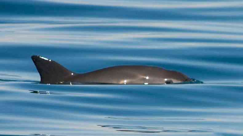 Vaquita nadando