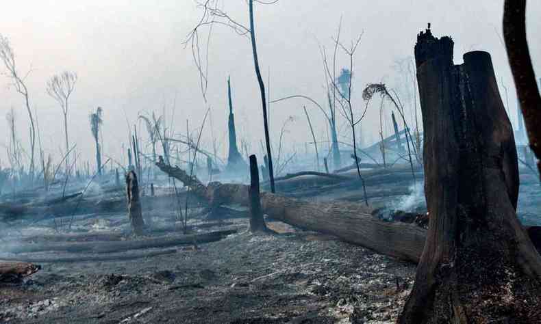 Incndio nas terras dos uru-eu-wau-wau, na Amaznia, com arvores totalmente carbonizadas 