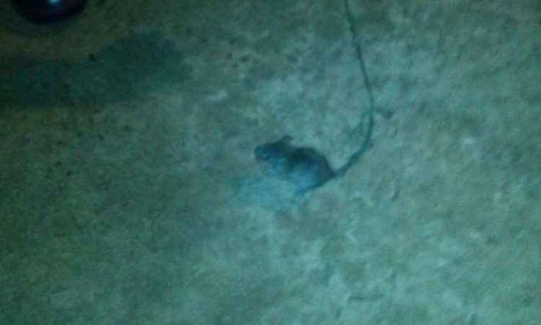 (foto: Divulga��o)