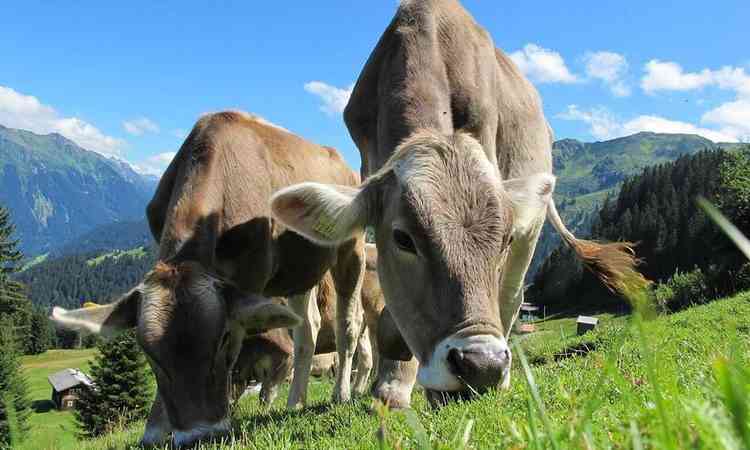 Vacas em uma fazenda 