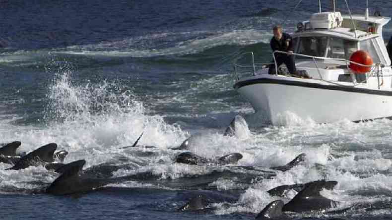 A caa de golfinhos e baleias (como nesta imagem de arquivo)  uma prtica tradicional nas Ilhas Faro