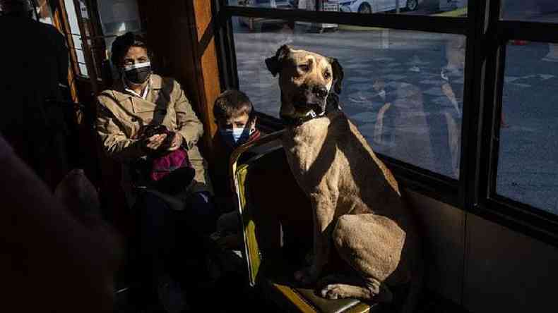Boji, o cachorro de rua, na janela do bonde em Istambul