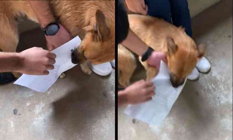 Cãozinho rouba o trabalho de estudante da UFMG