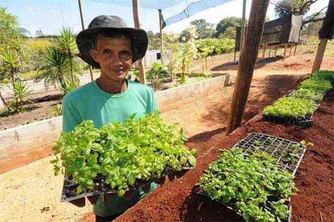 Antnio da Costa, trabalhador do stio, cuida das mudas das plantas com cheiros fortes, como arruda, manjerico e coentro: arma contra pragas (foto: Beto Novaes/EM/D.A Press)