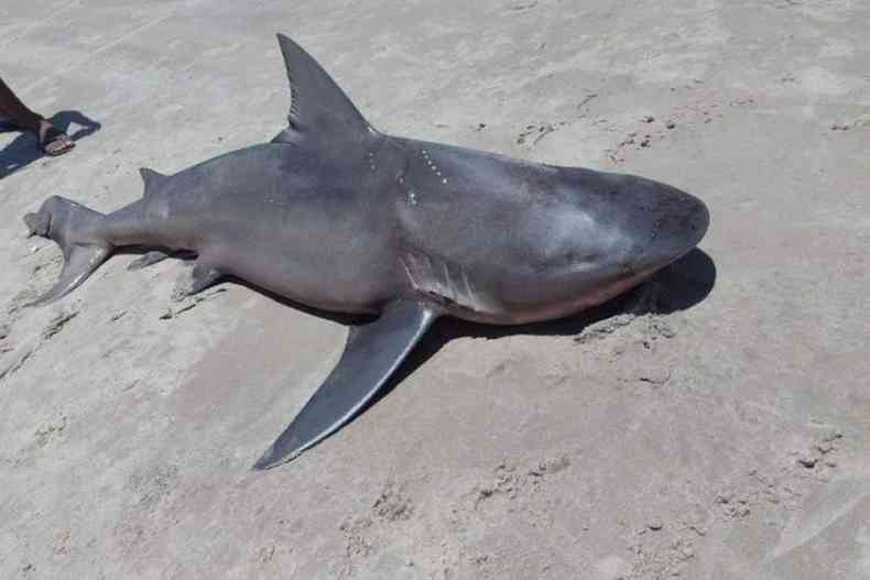 Tubaro foi morto com chutes e pauladas por banhistas na Praia Balbino, no Cear