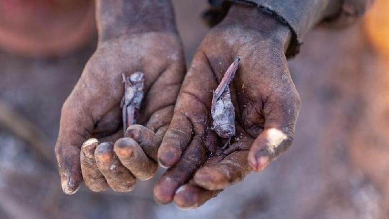 A produção foi perdida e agora as pessoas dependem de insetos e folhas de cacto para comer(foto: WFP/Tsiory Andriantsoarana) A produção foi perdida e agora as pessoas dependem de insetos e folhas de cacto para comer(foto: WFP/Tsiory Andriantsoarana)