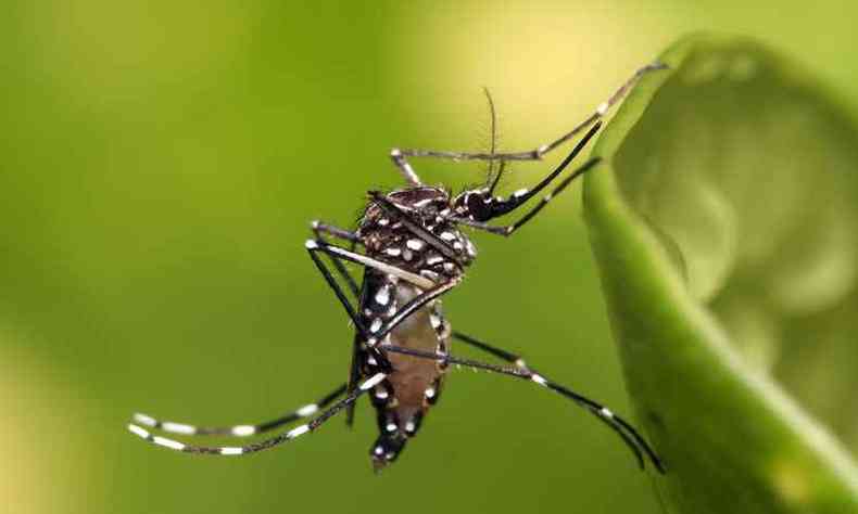 Outros 150 óbitos suspeitos de dengue ainda são investigados(foto: Wikimedia/Reprodução )