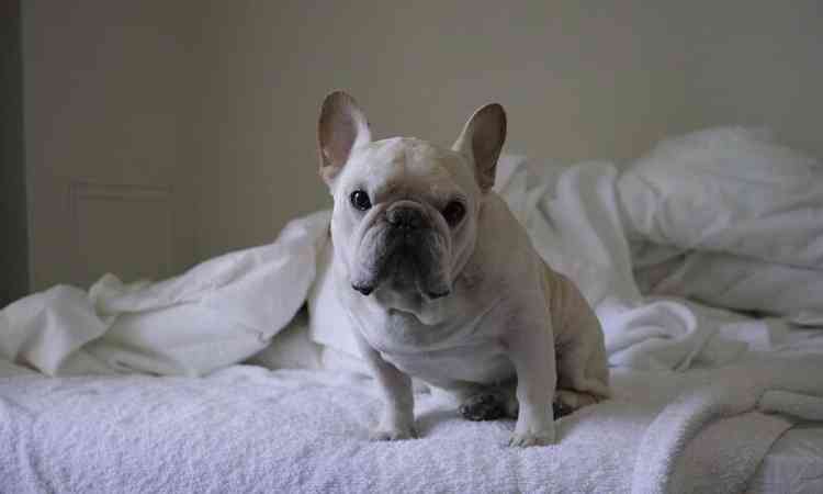 Bulldog branco em cima da cama de casa com roupa de cama brnca