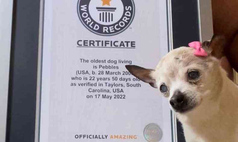 Cadela Pebbles em frente o seu certificado de co vivo mais velho do mundo pelo Guinness Word Records 