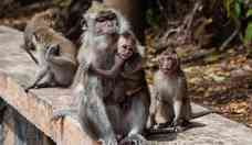 Mais de 200 casos confirmados de varola do macaco no mundo, segundo agncia europeia