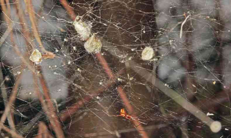Aranha macho assume o lugar da fmea na teia no que tange a proteo das ootecas e filhotes(foto: Divulgao)