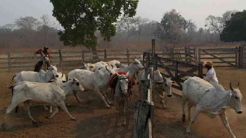 Criao extensiva de gado no ajuda a combater incndios(foto: Reuters)