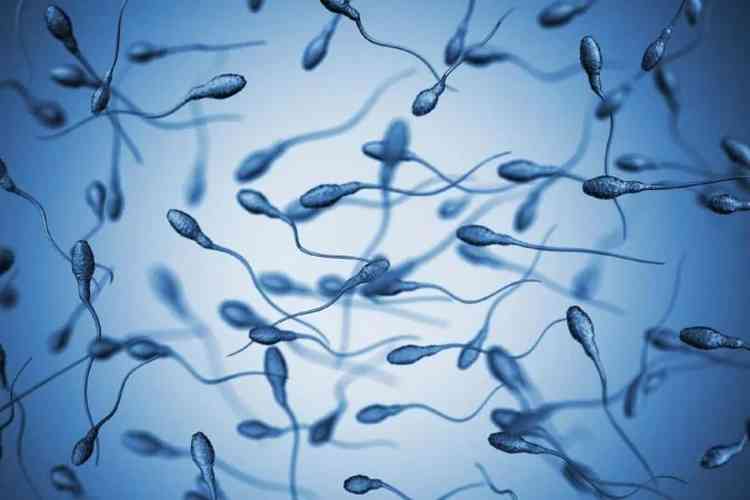 Espermatozides