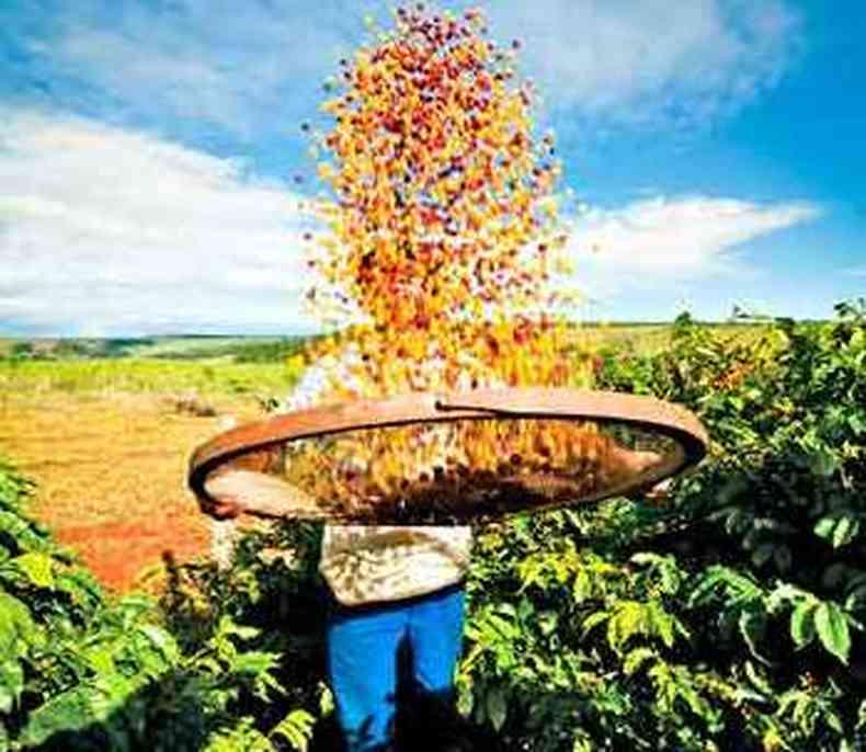 O principal produto do agronegcio mineiro  o caf. De Minas Gerais sai aproximadamente metade da produo brasileira do gro(foto: Felipe Gombossy/Divulgao)