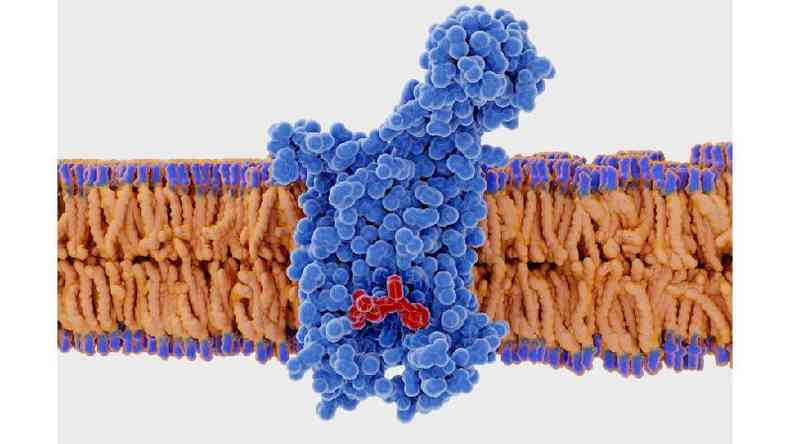 Acredita-se que a verso mais comum do receptor CCR5 protege as pessoas de vrus pandmicos %u2014 mas tambm oferece uma porta de entrada para o HIV(foto: Getty Images)
