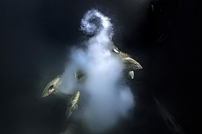 Imagem de 'sexo explosivo' vence concurso de fotos de vida selvagem