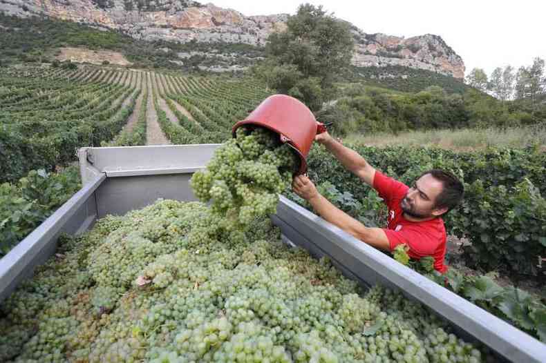 Produtor rural coleta uvas antes da época adequada por causa da alta temperatura na região 