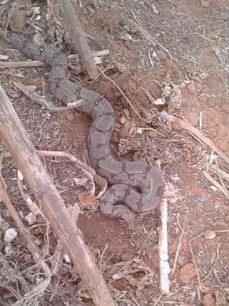 Serpente da espcie jiboia, com aproximadamente um metro de comprimento, foi solta em seu habitat(foto: Divulgao/Corpo de Bombeiros)