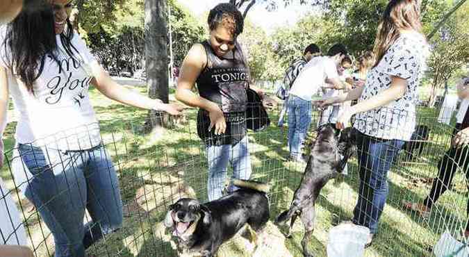 Animais foram abandonados pelos donos na rua ou achados perto do cmpus da UFMG por alunos da Escola de veterinria(foto: JAIR AMARAL/EM/D.A PRESS)