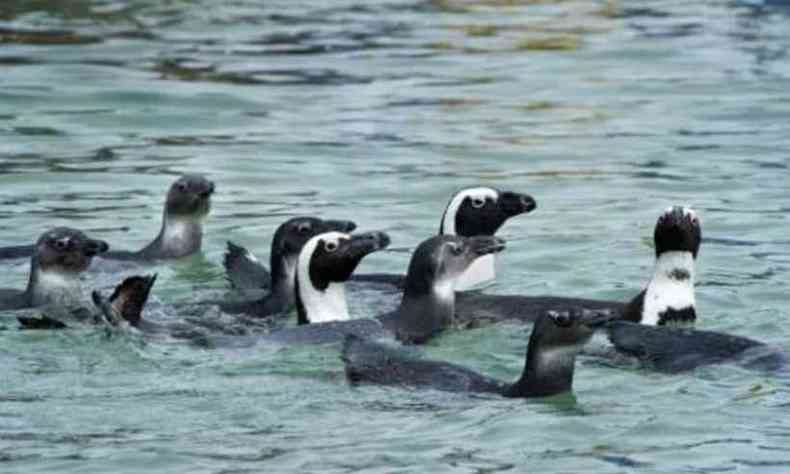 Os pinguins africanos esto ameaados de extino, de acordo com a Unio Internacional para a Conservao da Natureza (IUCN)