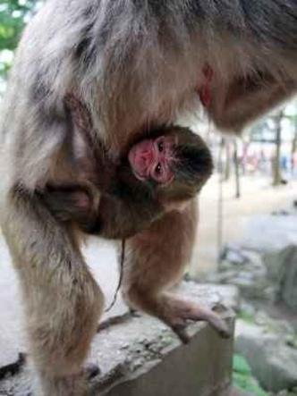 (foto: AFP PHOTO / Mount Takasaki )