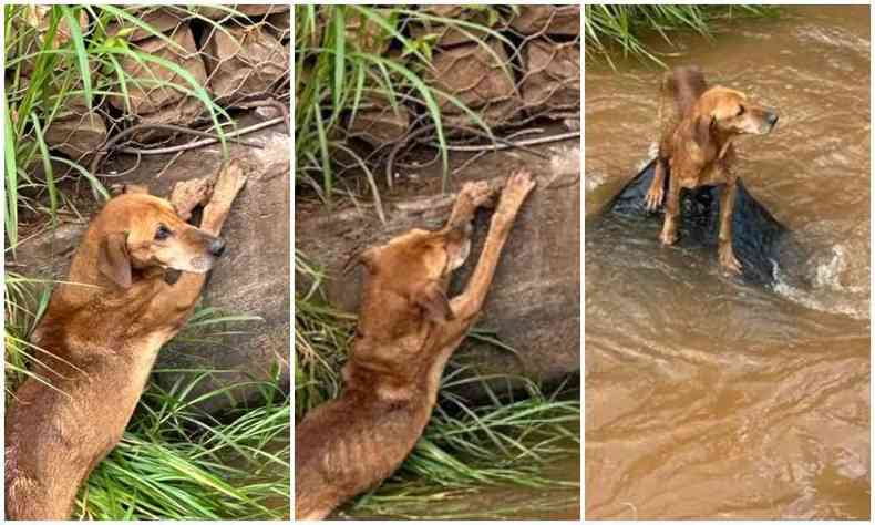 Militares pararam a viatura na via mais prxima do local e conseguiram laar o cachorro no meio do crrego e traz-lo  margem