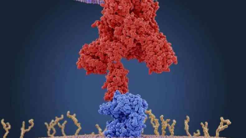 Ilustrao de protenas de ligao do coronavrus (vermelho) se conectando aos receptores da clula humana alvo (azul) %u2014 para os coronavrus, estes receptores so do tipo enzima conversora de angiotensina 2 (ECA2)(foto: Science Photo Library)
