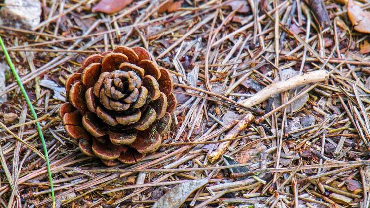 Flor de pinho 