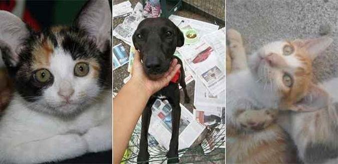 (foto: Divulga��o Projeto Proteger)