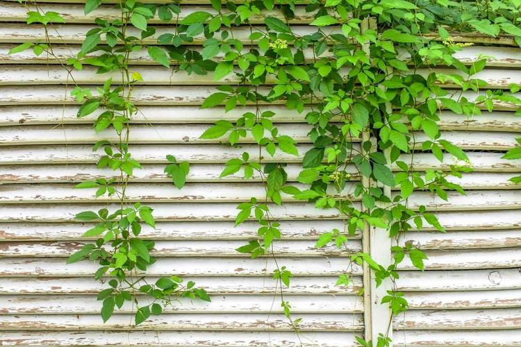 Plantas trepadeiras necessitam de se agarrar em alguma estrutura para se desenvolverem
